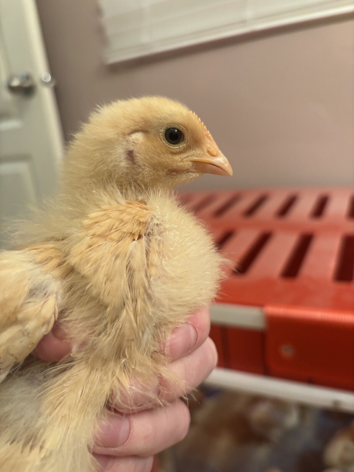 FREE Buff Orpington cockerel chick
