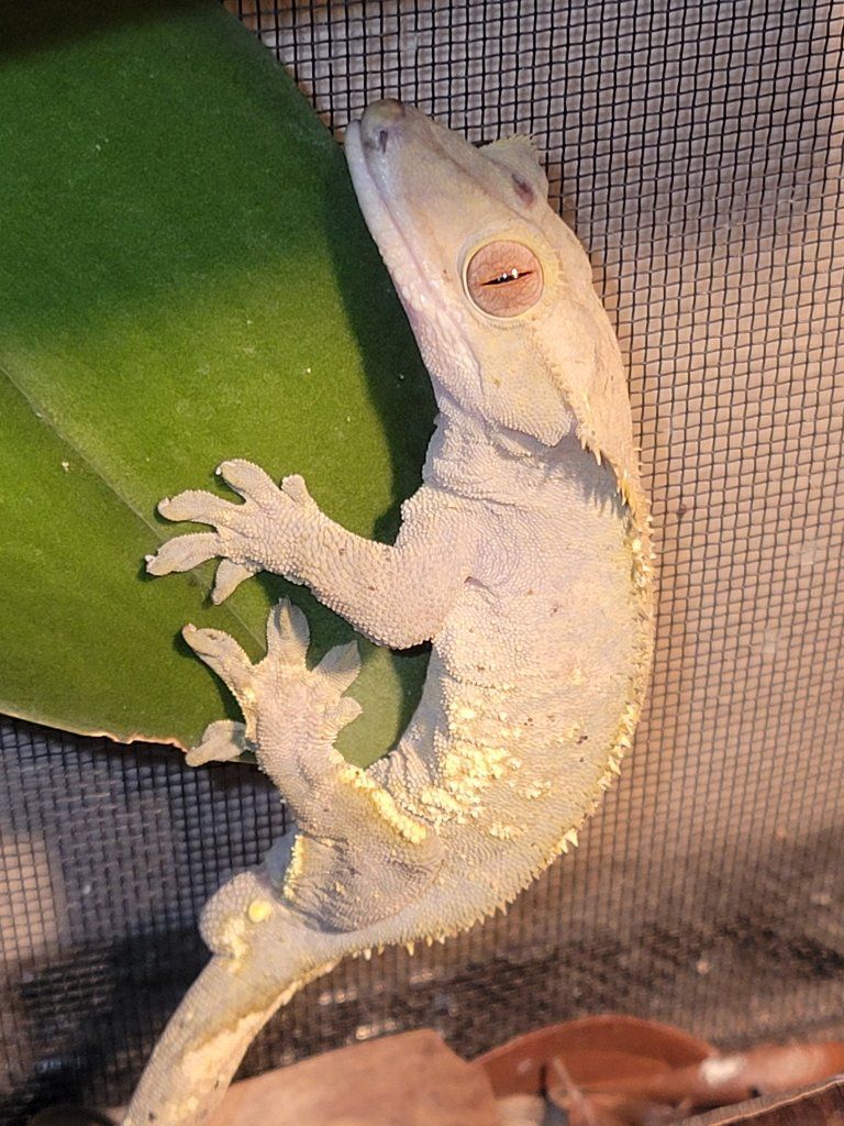 Crested Gecko - "Jiminy"