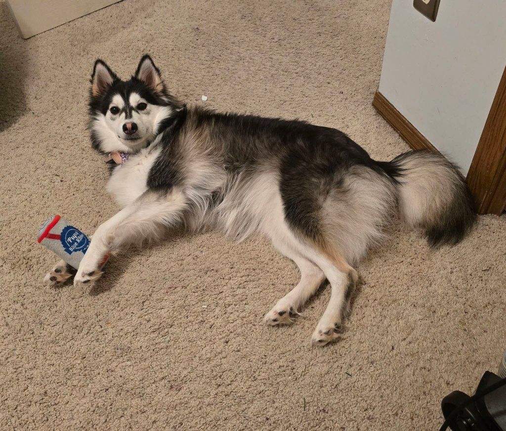 female pomsky (Kiki)