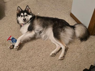 female pomsky (Kiki)