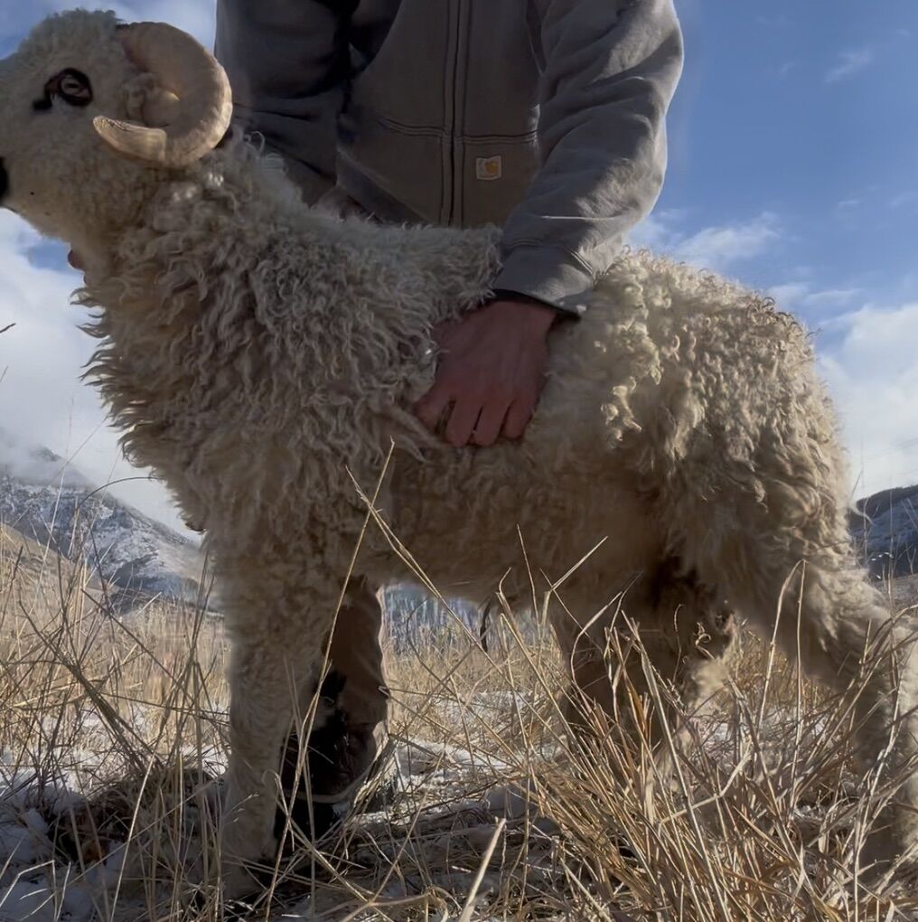 Scottish Black Face/Valais F3 Cross Ram