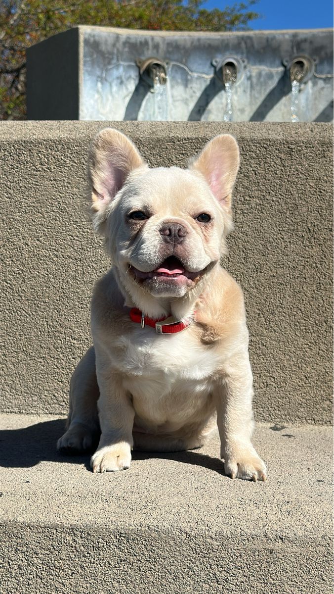 Fluffy French Bulldog