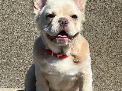Fluffy French Bulldog