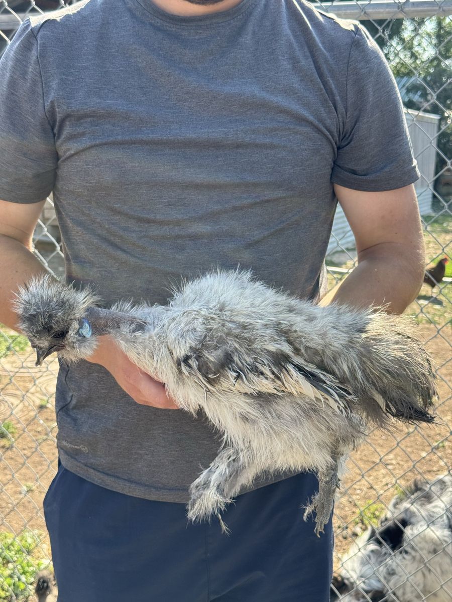Speckled Showgirl Silkie