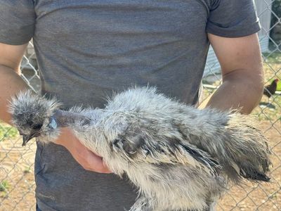 Speckled Showgirl Silkie