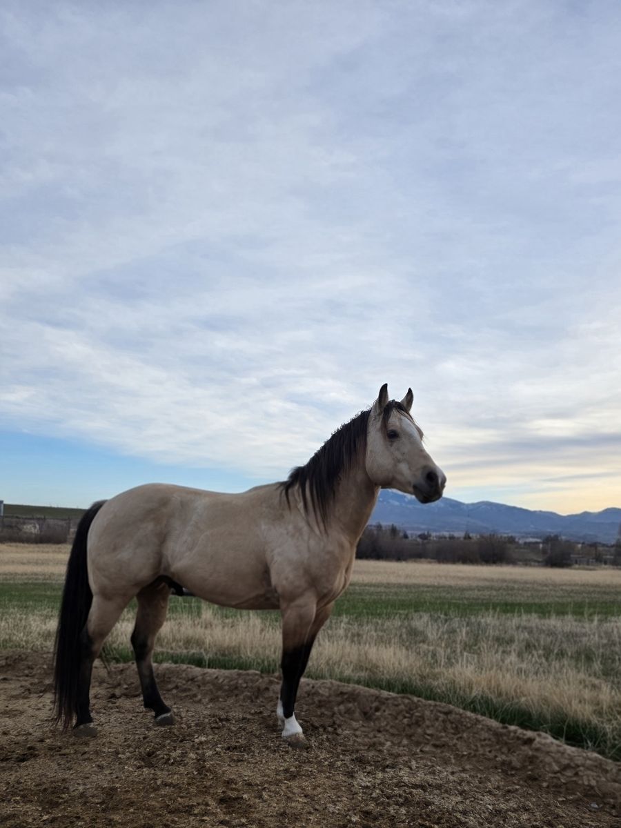 AQHA Buckskin Stallion at Stud