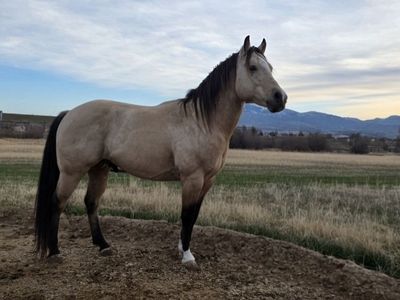 AQHA Buckskin Stallion at Stud