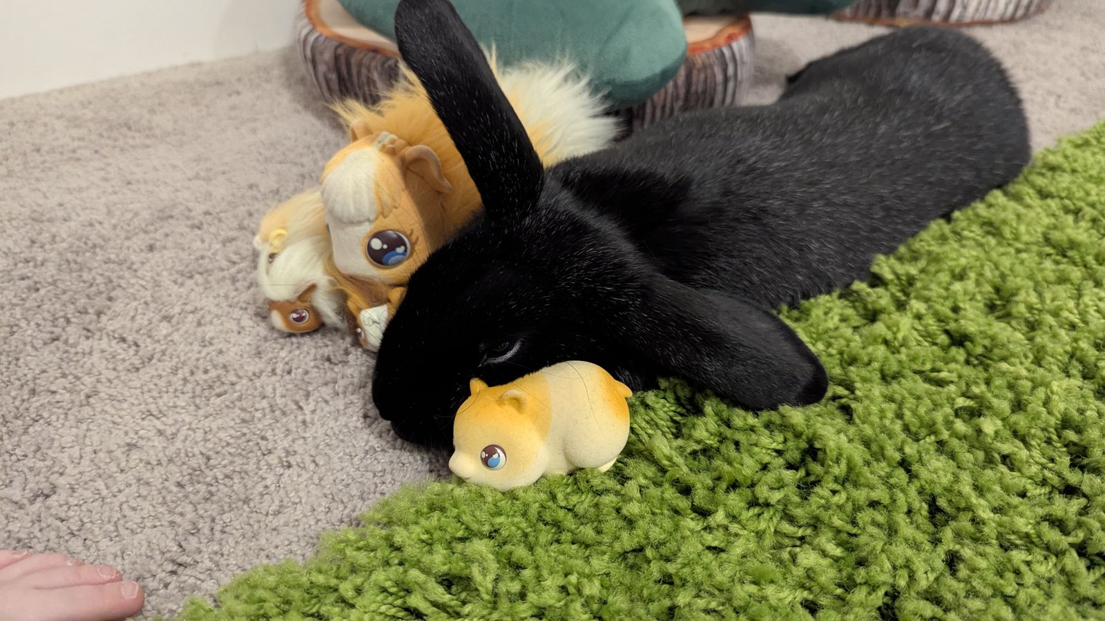 Sweet, neutured male rabbit - great with kids!