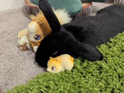 Sweet, neutured male rabbit - great with kids!