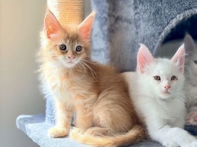 Maine Coon Kittens! Only 2 left!