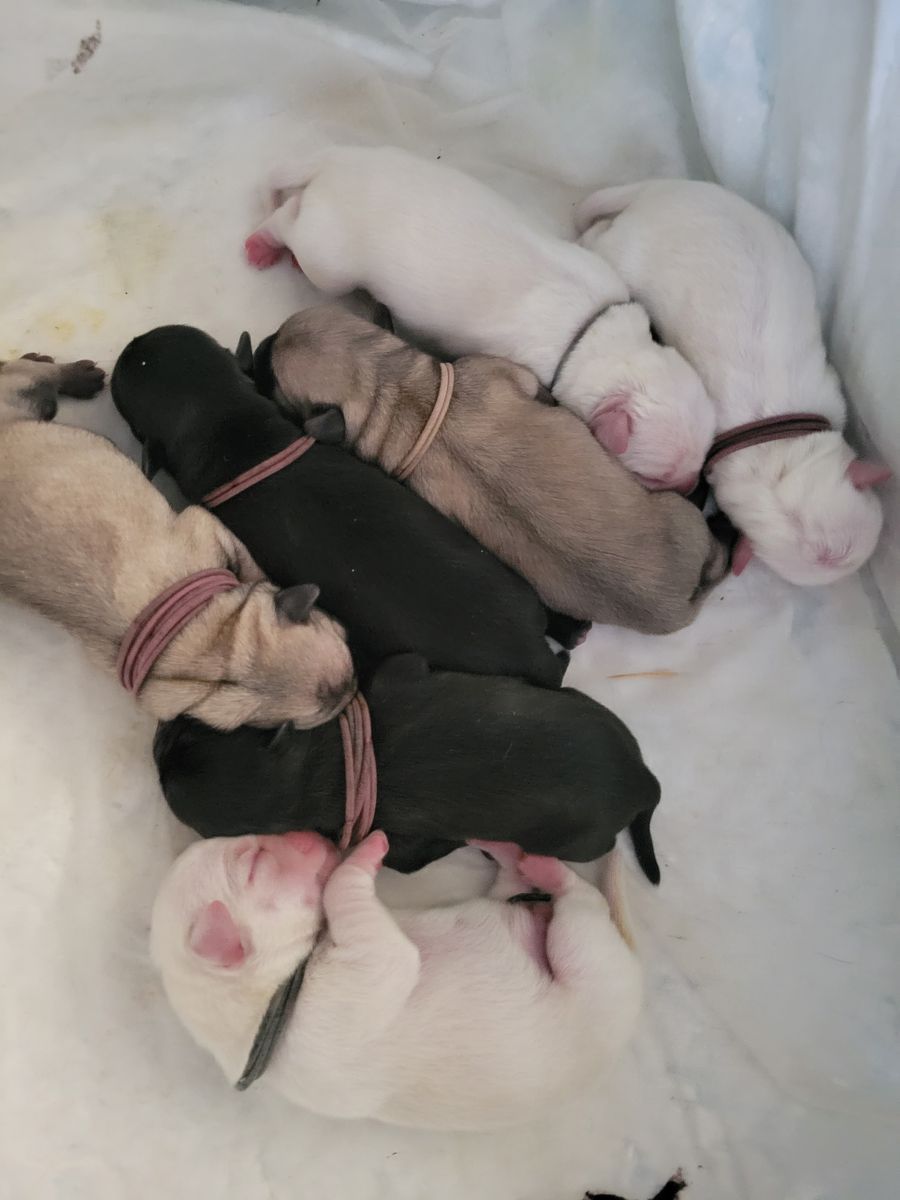Rare & Exceptional Pug Puppies