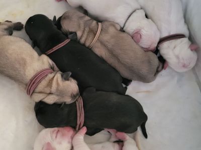 Rare & Exceptional Pug Puppies