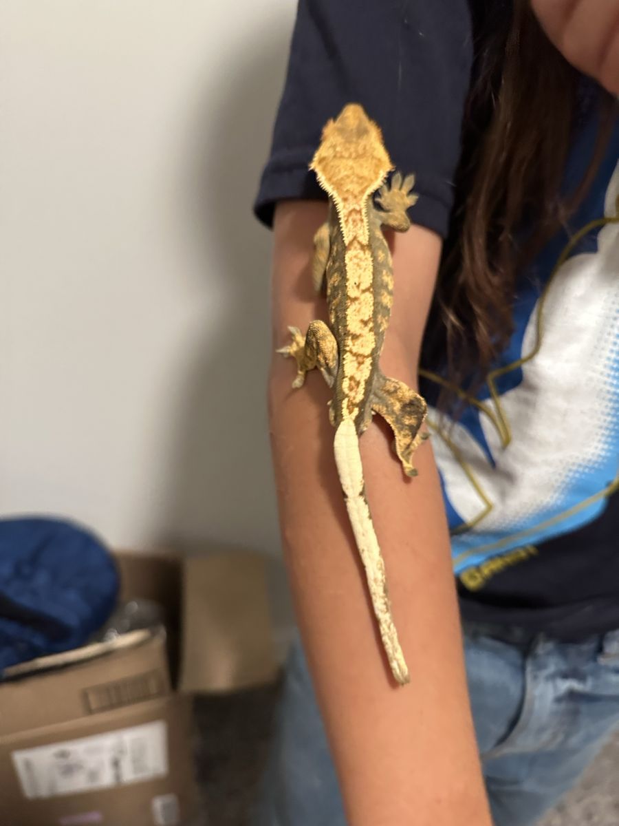 Crested Gecko