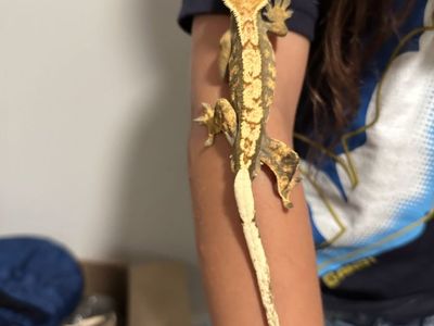Crested Gecko