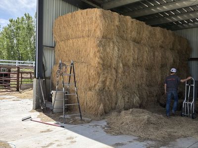 Clean Grass hay