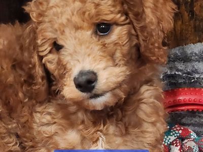Standard AKC Poodles