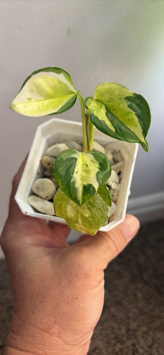 Main image 2