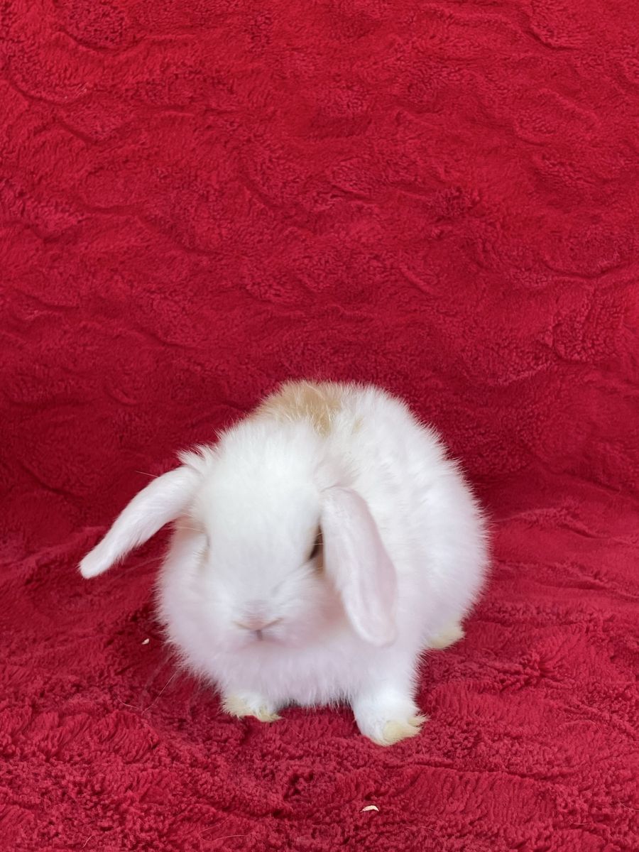 Tri-Colored Holland Lop Doe