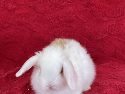 Tri-Colored Holland Lop Doe
