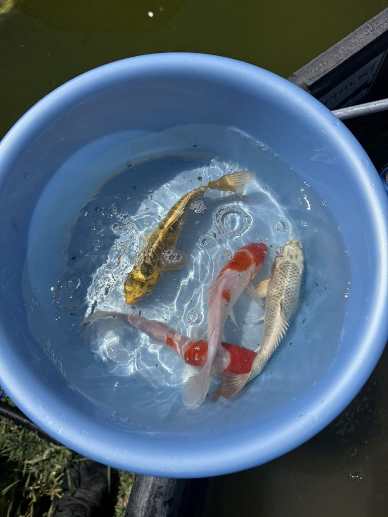 High Grade Japanese Koi 8 Inches