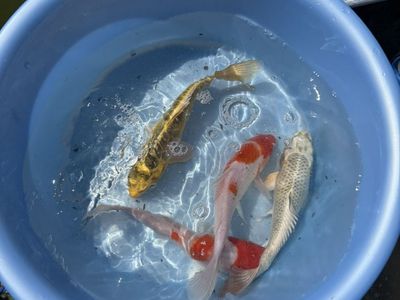 High Grade Japanese Koi 8 Inches