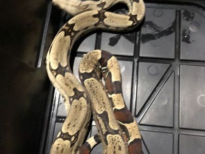 Surinam BCC Redtail Boa Male
