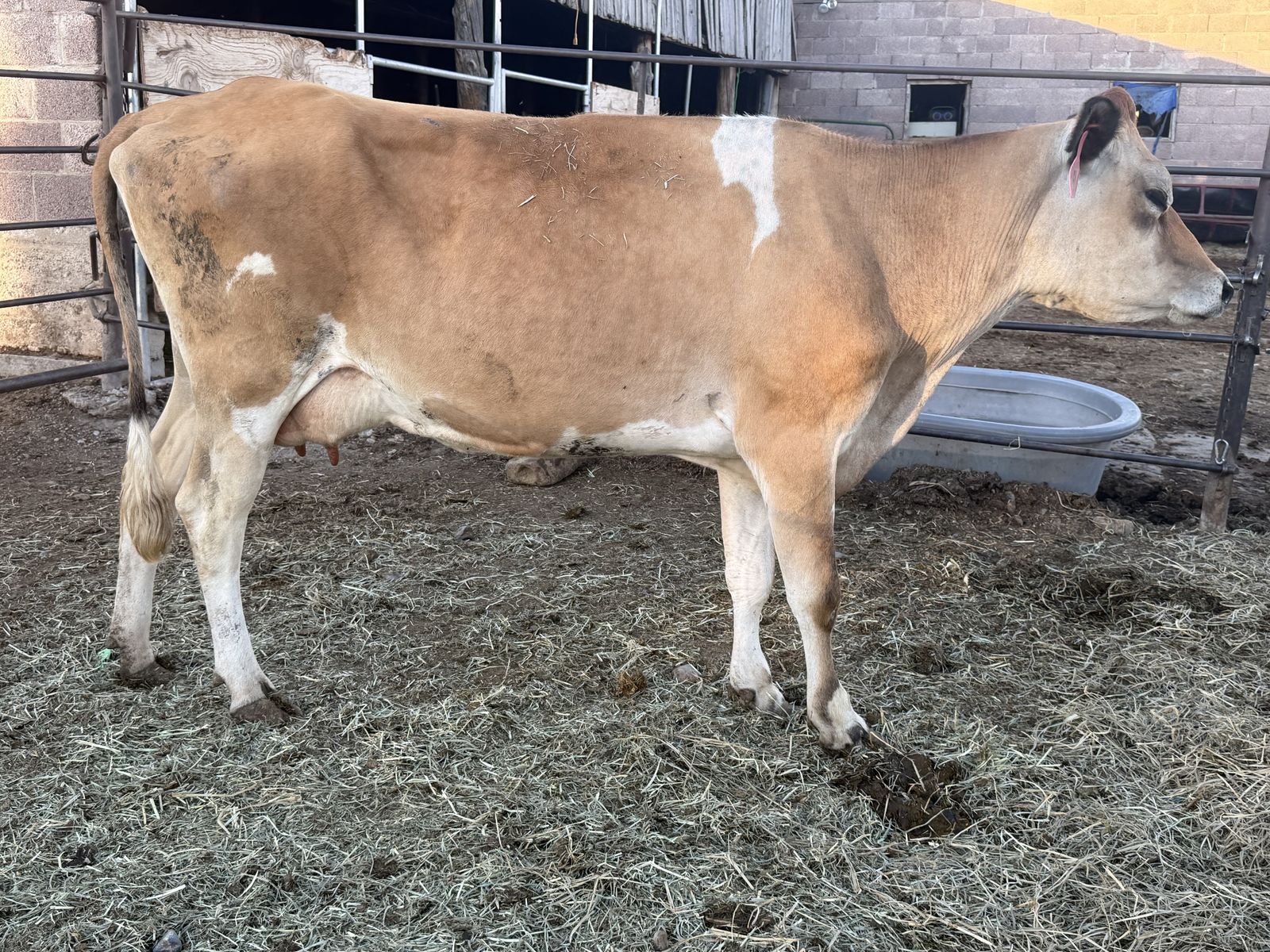 Jersey nurse cow