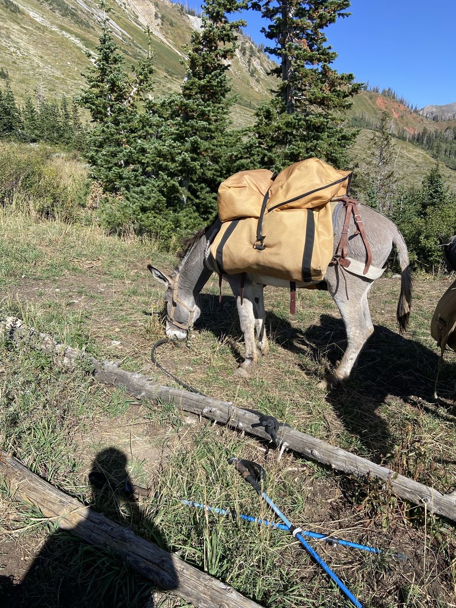 Pack Donkey