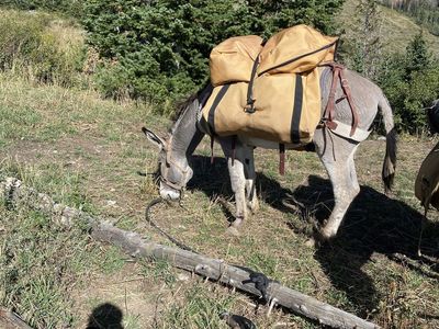 Pack Donkey