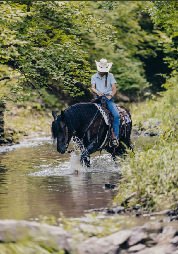 Mercedes 2021 Draft Cross Gelding