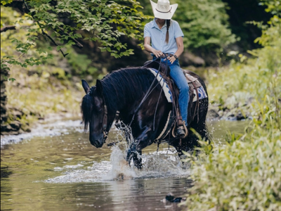 Mercedes 2021 Draft Cross Gelding