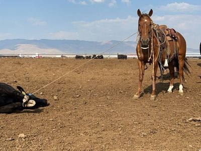 8 year old Gelding