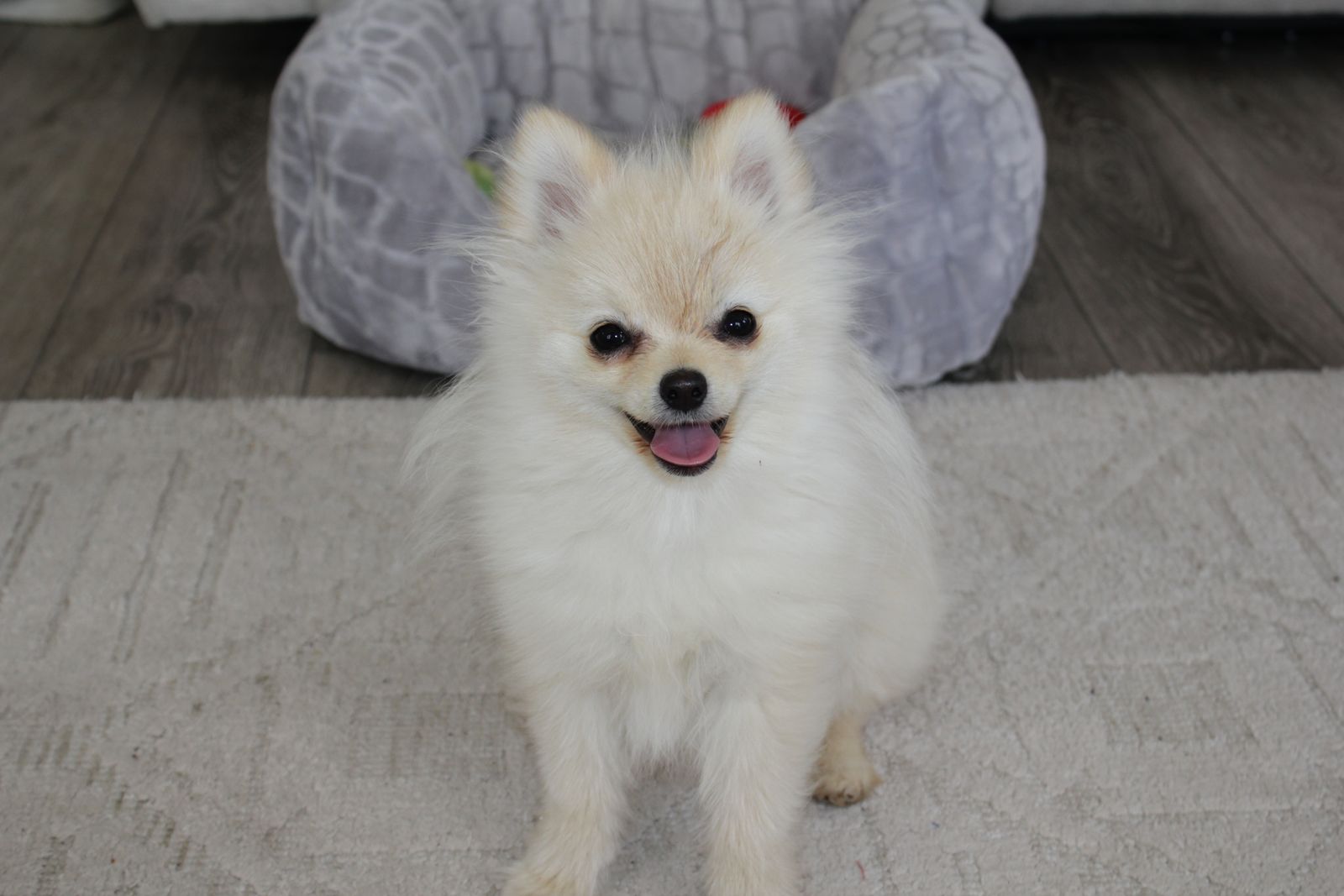 Cream Pomeranian male for Sale!