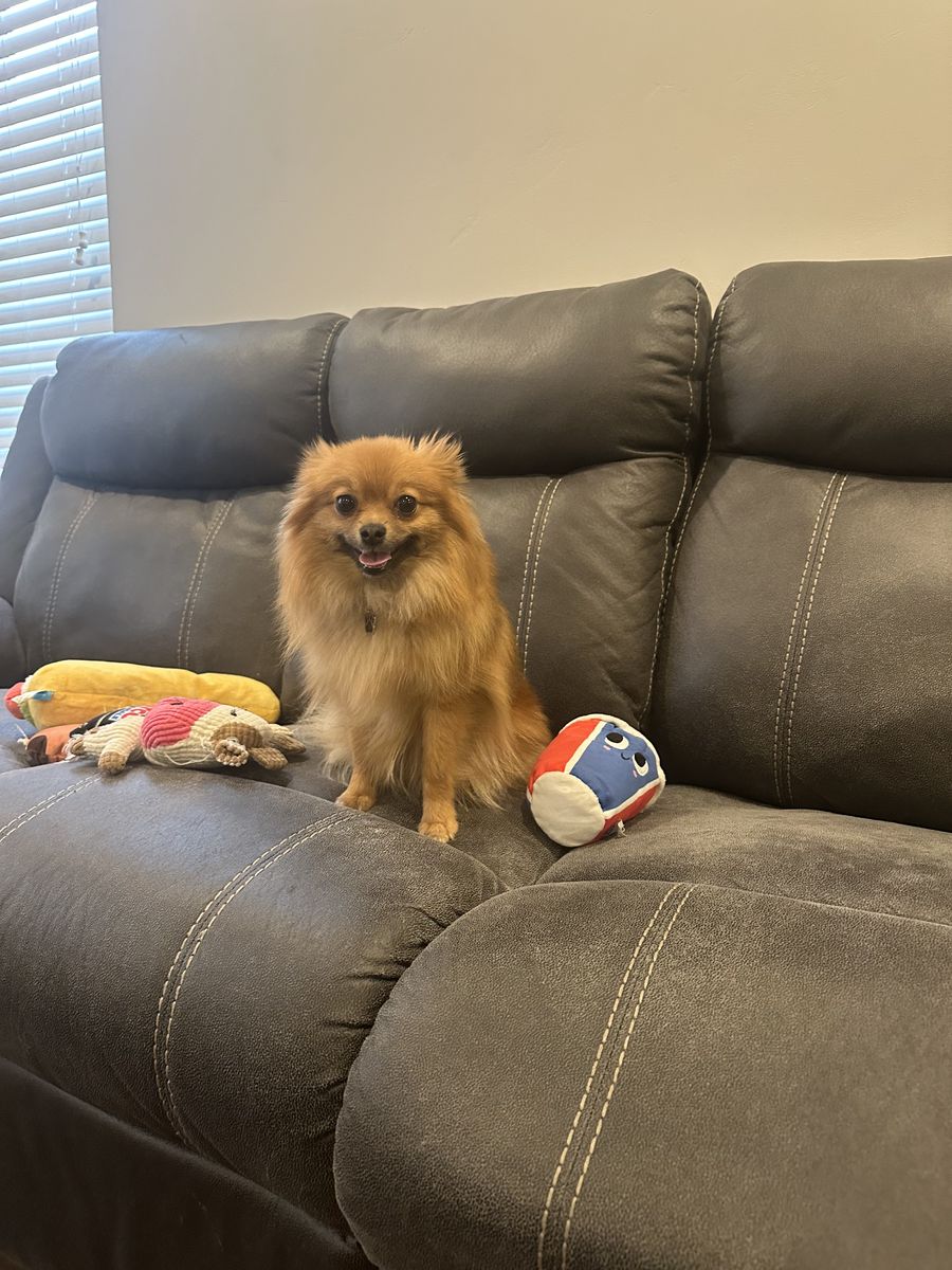 AKC Registered Female Pomeranian 14 Months