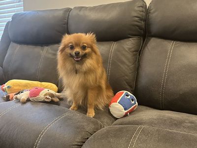 AKC Registered Female Pomeranian 14 Months