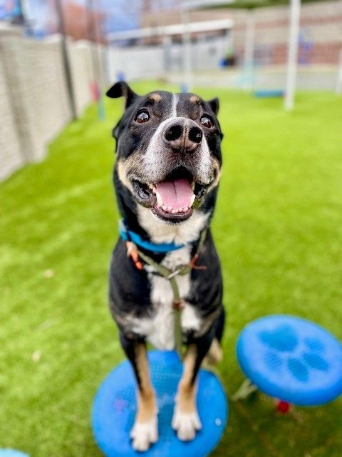 A159710 Lucky is Available for Adoption!