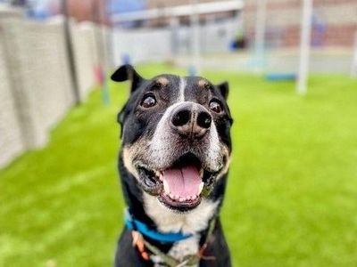 A159710 Lucky is Available for Adoption!