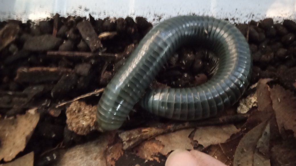 Philippine Giant Blue Millipedes