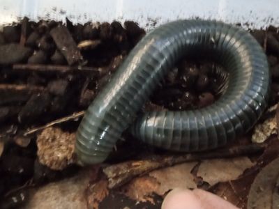 Philippine Giant Blue Millipedes
