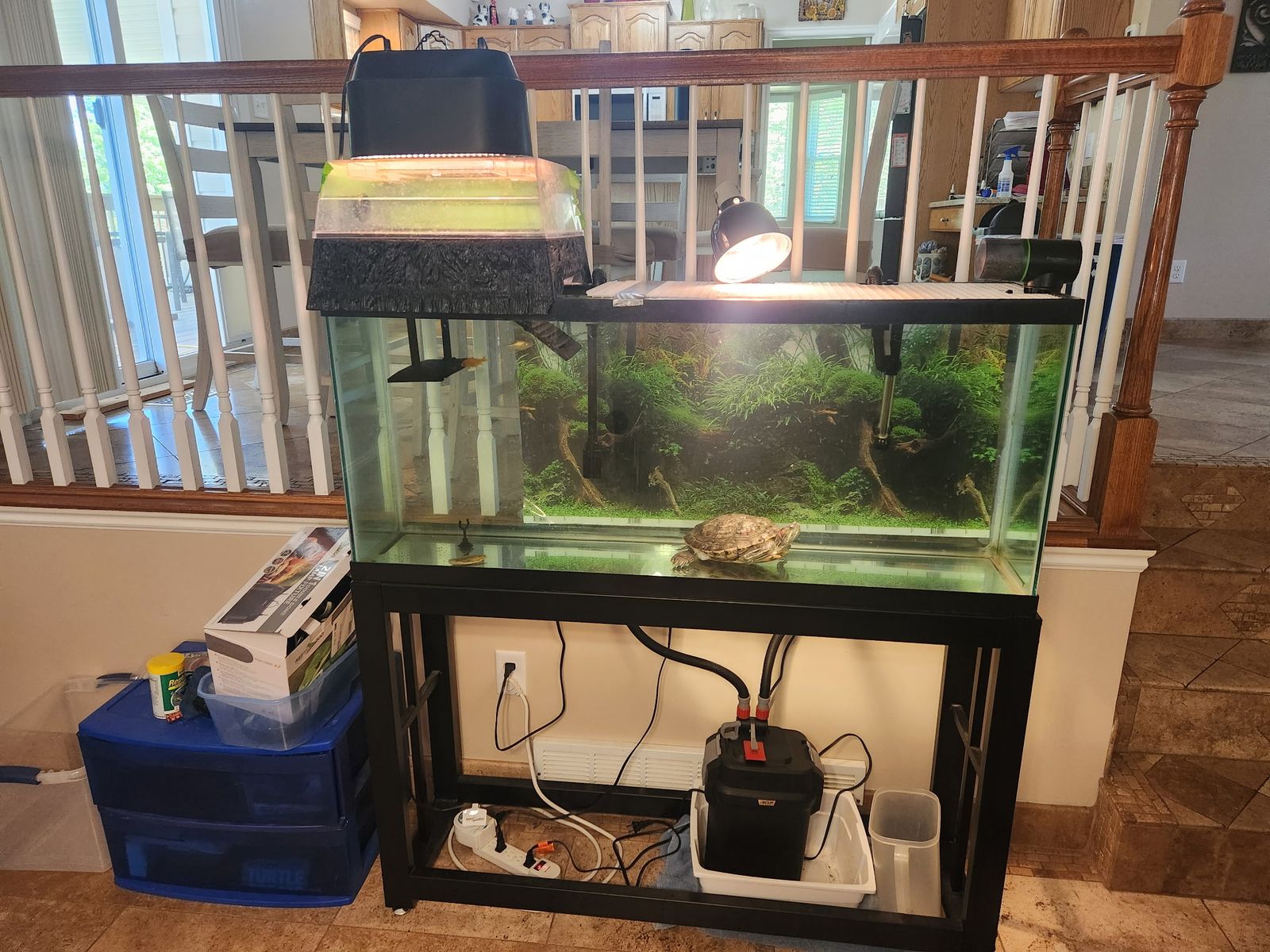 Female red-eared slider with tank setup