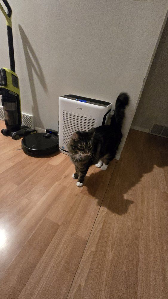 Part Maine Coon