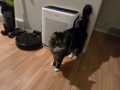 Part Maine Coon