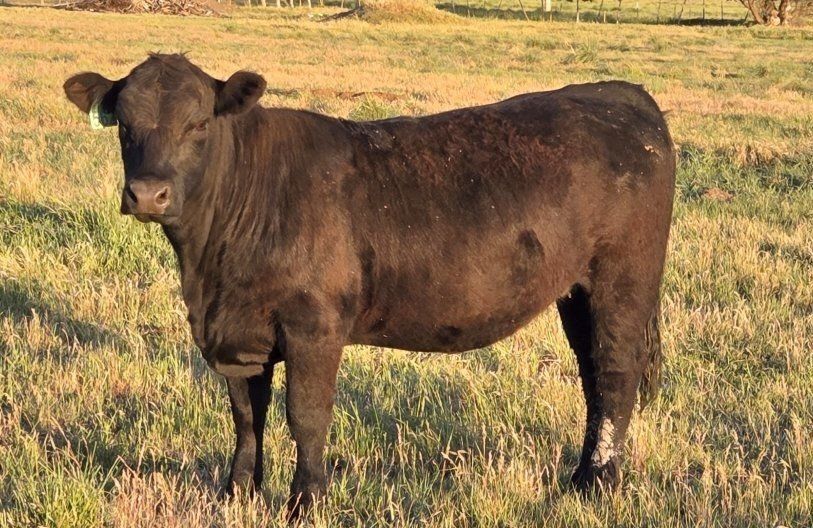 Beef
