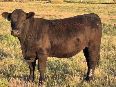 Beef
