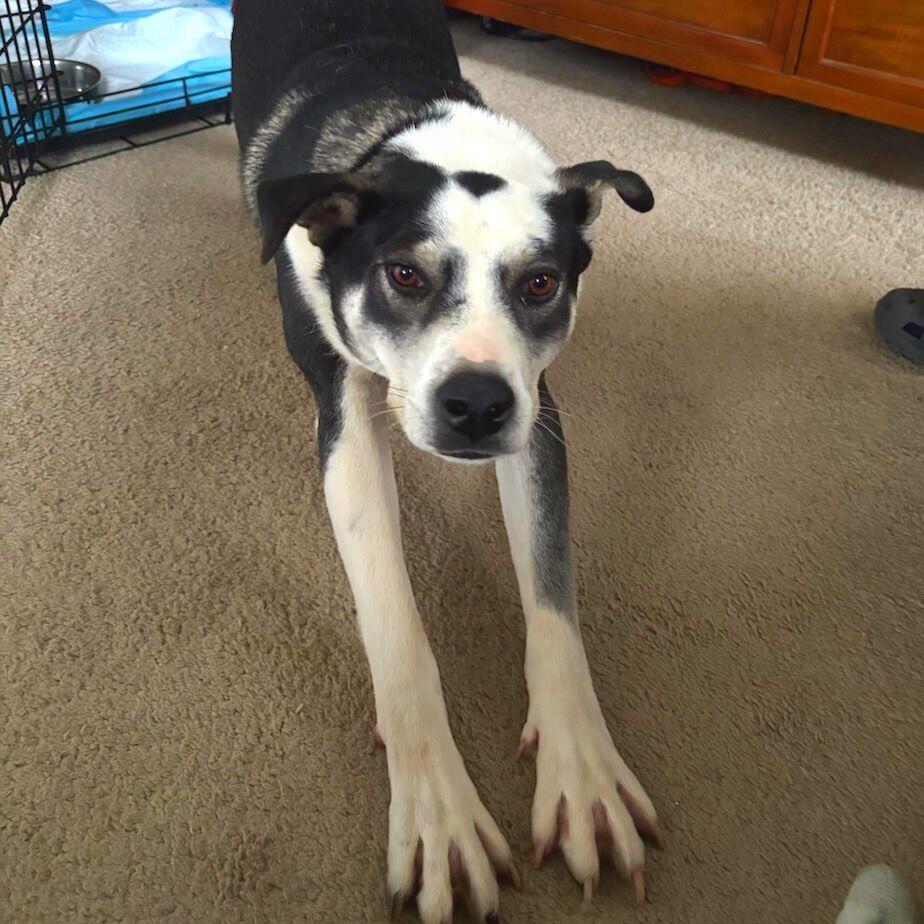 Hello my name is Thaddeus