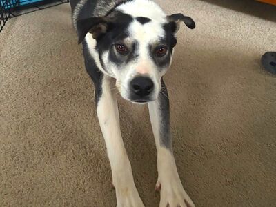 Hello my name is Thaddeus