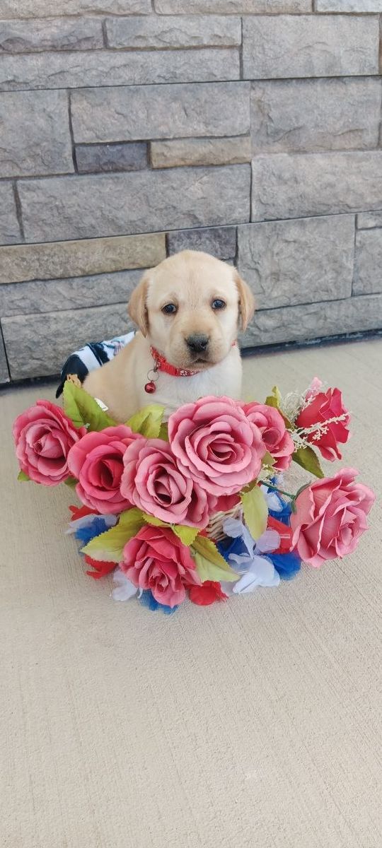 Adorable Purebred AKC Registered Lab Puppies!