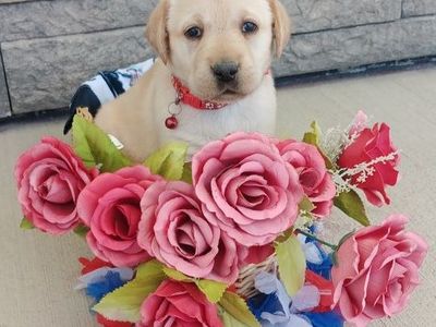 Adorable Purebred AKC Registered Lab Puppies!