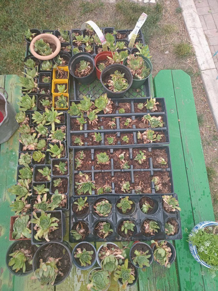 Hens & Chicks Plants