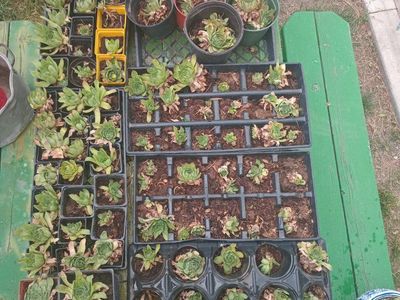 Hens & Chicks Plants